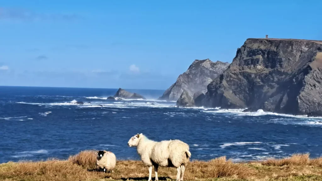 Sheep along coast with cliffs in the background.