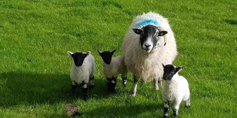 Sheep with 3 lambs