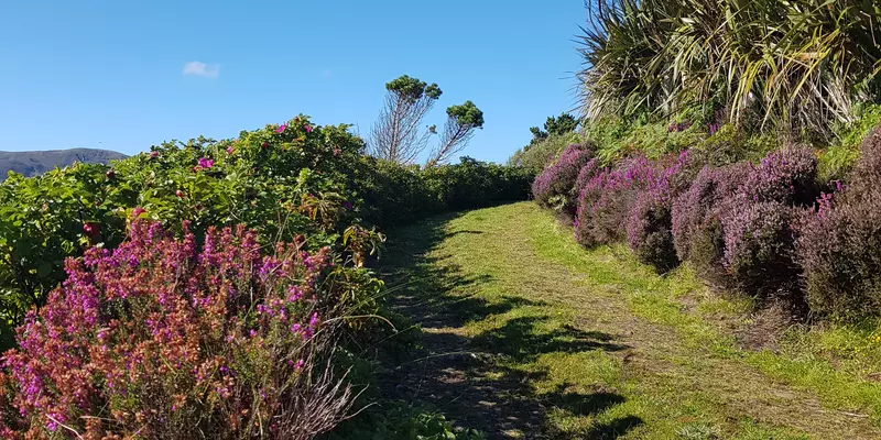 Lane in countryside with blooming heather along its side.
