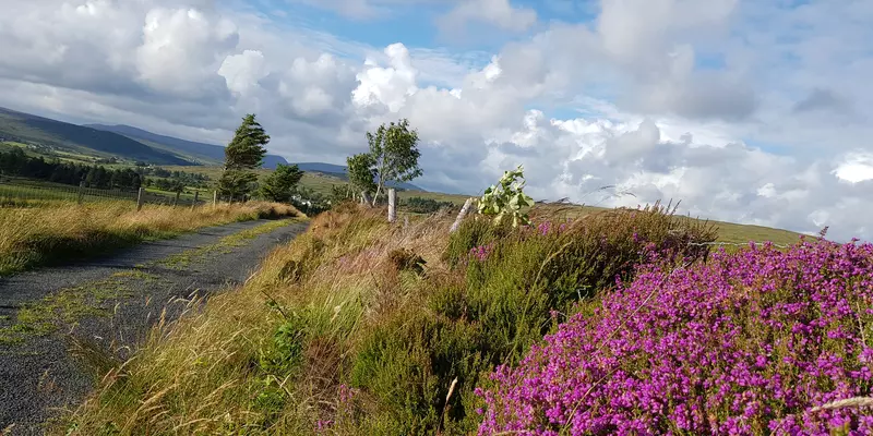 Narrow country road with heather blooming at the raodside.
